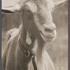 Saanen goat, Beltsville, Maryland.