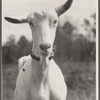 Saanen goat, Prince Georges County, Maryland.