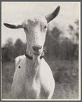 Saanen goat, Prince Georges County, Maryland.