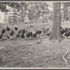 Turkeys at the section of poultry at the experimental farm of the U.S.D.A. Prince Georges County, Beltsville, Maryland.
