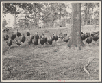 Turkeys at the section of poultry at the experimental farm of the U.S.D.A. Prince Georges County, Beltsville, Maryland.
