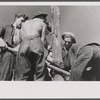 CCC (Civilian Conservation Corps) boys at work, Beltsville, Maryland.