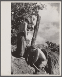 CCC (Civilian Conservation Corps) boys at work, Beltsville, Maryland.