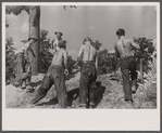 CCC (Civilian Conservation Corps) boys working, Prince Georges County, Maryland.