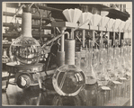 Potato laboratory, Prince George's County, Maryland.
