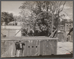 Slum alley. Note dome of Capitol at extreme right. Washington, D.C.
