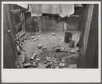 Negro slum backyard, Washington, D.C.