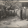 Shabby backyard, Washington, D.C.