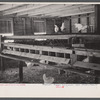 Interior of modern laying house of rehabilitated client, Everett Tune, Dent County, near Salem, Missouri, bought with rehabilitation loan. This client followed the direction of the Univ. of Missouri in the building of the house, which he completed alone.