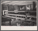Interior of modern laying house of rehabilitated client, Everett Tune, Dent County, near Salem, Missouri, bought with rehabilitation loan. This client followed the direction of the Univ. of Missouri in the building of the house, which he completed alone.