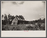 Abandoned land and poor pasture at Florida Withlacoochee River Agricultural Demonstration Project near Brooksville, Florida.