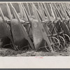 Wheelbarrows used at Greenbelt, Maryland.