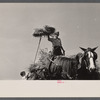 Threshing crew loading bundles, Tygart Valley, West Virginia.
