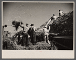Threshing, Tygart Valley, West Virginia.