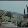 Foliage around James Baldwin's house in France