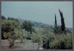 Foliage around James Baldwin's house in France