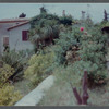 Foliage around James Baldwin's house in France