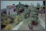 Foliage around James Baldwin's house in France