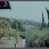 Foliage around James Baldwin's house in France