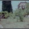 Foliage around James Baldwin's house in France