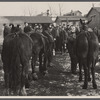 Miners and mules at the American Radiator Mine, Mount Pleasant, Westmoreland County, Pennsylvania.