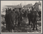 Miners and mules at the American Radiator Mine, Mount Pleasant, Westmoreland County, Pennsylvania.