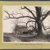 Barn and walnut tree of C. Vanderveer house (looking south)