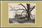 Barn and walnut tree of C. Vanderveer house (looking south)