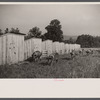 Pigs on farm, Tygart Valley, West Virginia.