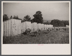 Pigs on farm, Tygart Valley, West Virginia.