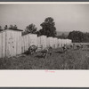 Pigs on farm, Tygart Valley, West Virginia.