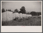 Pigs on farm, Tygart Valley, West Virginia.