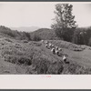 Vermont sheep farm scene.