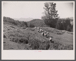 Vermont sheep farm scene.