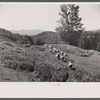 Vermont sheep farm scene.