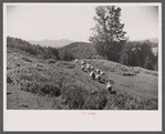 Vermont sheep farm scene.