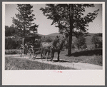 Old Vermont carriage and farm family near North Hyde Park, Vermont.