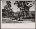 Old Vermont carriage and farm family near North Hyde Park, Vermont.