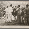 Cattle at the stock show, Eastern States Fair, Springfield, Massachusetts.