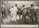 Cattle at the stock show, Eastern States Fair, Springfield, Massachusetts.