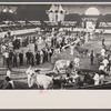Cattle at the stock show, Eastern States Fair, Springfield, Massachusetts.