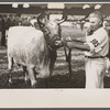 Cattle judging contest at the Eastern State Fair, Springfield, Massachusetts.