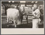 Cattle judging contest at the Eastern State Fair, Springfield, Massachusetts.