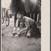 Stable scene at the Eastern State Fair, Springfield, Massachusetts.