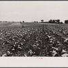 Henry Landis in his father's tobacco field. Lancaster County, Pennsylvania.