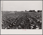 Henry Landis in his father's tobacco field. Lancaster County, Pennsylvania.