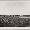 Cornfield. Lancaster County, Pennsylvania.