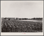 Cornfield. Lancaster County, Pennsylvania.