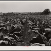 Tobacco field on farm of Henry Stultzfus and his son. Lancaster County, Pennsylvania.