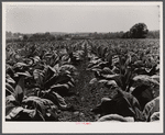 Tobacco field on farm of Henry Stultzfus and his son. Lancaster County, Pennsylvania.